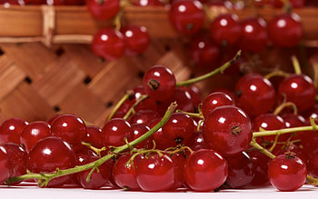 Currants, , Background HD wallpaper
