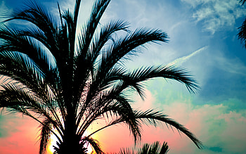 Sun Dance, palm, skies, clouds, colors, beautiful, nature, sunset, tree HD wallpaper
