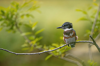 Kingfisher, animal, fish, bird HD wallpaper
