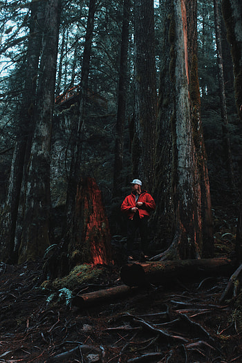 Nature, Trees, Miscellanea, Miscellaneous, Forest, Human, Person, Logs HD phone wallpaper