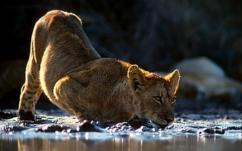 Animals, Leopards HD wallpaper