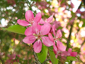 Plants, Flowers HD wallpaper