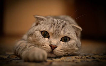 Scottish Fold, Scottish Fold , Playful beauty, Cute and cuddly HD wallpaper