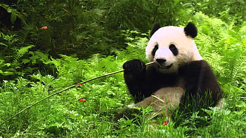 Cute Panda Background HD wallpaper