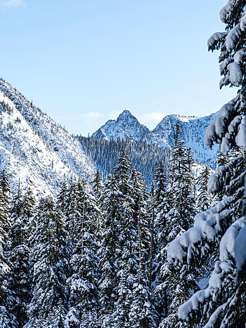 Winter, Nature, Trees, Mountains, Pine, Snow HD phone wallpaper