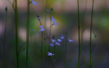 Flowers, Grass, Macro, Petals HD wallpaper