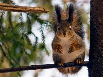 Animals, Squirrel, Sit, Forest, Redhead, Tail HD wallpaper