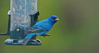 Indigo Bunting, blue, bunting, bird, indigo HD wallpaper