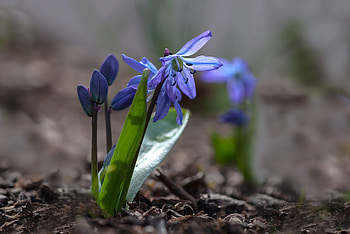 Blue flowers, Flowers, Nature, Flora, Spring HD wallpaper