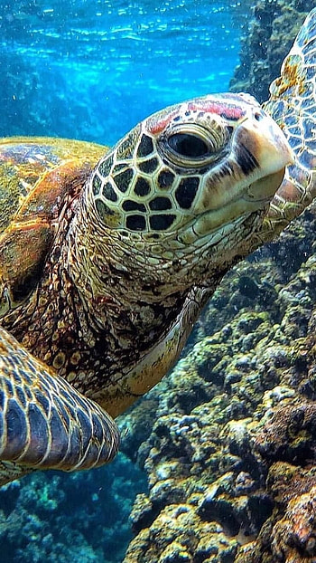 Turtle, Adorable Turtle HD phone wallpaper