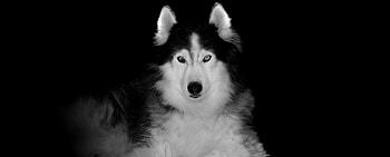 Siberian Husky, pet, dog, art HD wallpaper