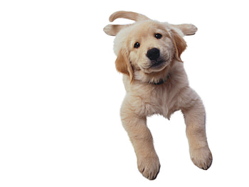 cute dog, dog, cute, puppy, white HD wallpaper