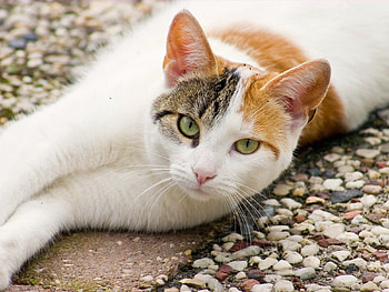Animals, Cat, To Lie Down, Lie, Spotted, Spotty, Color HD wallpaper