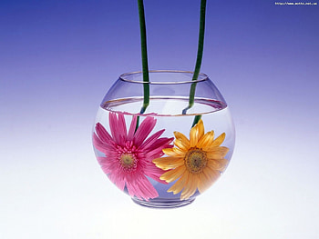 Plants, Flowers HD wallpaper