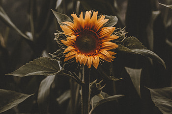 Flowers, Leaves, Flower, Sunflower HD wallpaper