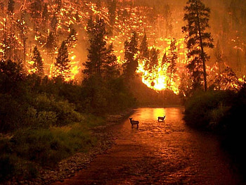 fire forest drama, animals, drama, forces of nature, fire, forest HD wallpaper