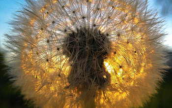 Macro, Shine, Light, Dandelion, Fluff, Fuzz HD wallpaper