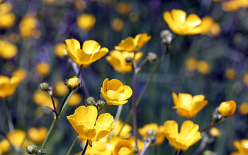 Flowers, Macro, Field HD wallpaper
