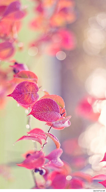 cool---tumblr-Girly. 77f1d1bf6ae01fdd71049c3024ea00d8. 7fc30f02877846927a5bf1cec3a1319e. f45236d44c1f2511bd1c072e1004d525 HD phone wallpaper