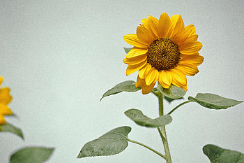 Flowers, Flower, Plant, Sunflower HD wallpaper