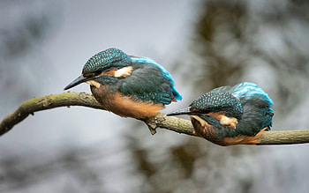 Juvenile Kingfishers, branch, kingfishers, birds, Ireland HD wallpaper