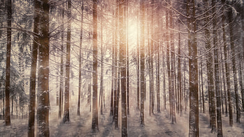 Sunbeams Snowy Trees, sunbeam, nature, snow, trees HD wallpaper