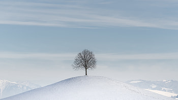 Winter, Snow, Wood, Tree, Minimalism, Hill HD wallpaper