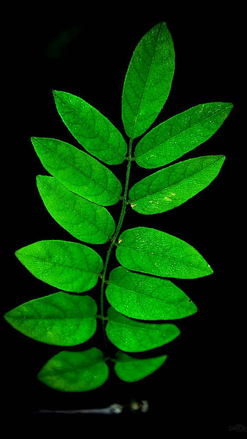 Green Leaves, green, earth, nature, leaf HD phone wallpaper