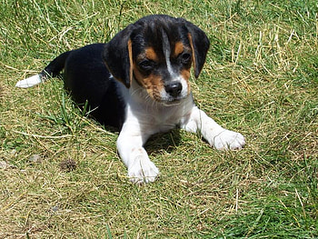 Beagle Puppy, animals, dogs, beagles, puppies, nature, grass HD wallpaper