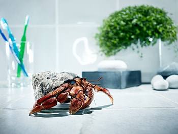 Animals, Glass, Nice, Paws, Carapace, Shell, Climb, Crab, Nicely, Toothbrushes HD wallpaper
