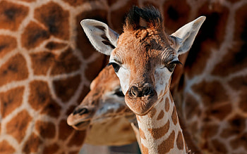giraffe enchantment, Nature's wonders, Wildlife fascination, Visual delight HD wallpaper