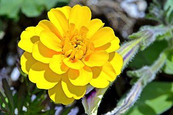 Beautiful Yellow, spring flowers, yellow flowers, Beautiful Yellow flowers HD wallpaper