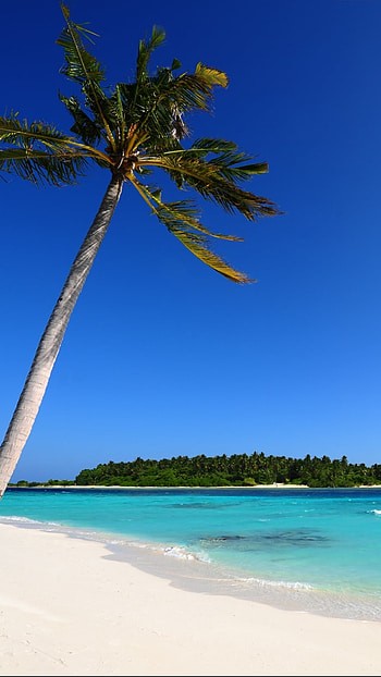 sand, tropical, palm tree, island, blue, ocean, sky, nature, beach HD phone wallpaper