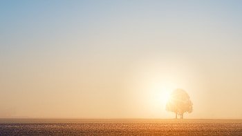 Nature, Sun, Dawn, Shine, Light, Bright, Wood, Beams, Rays, Tree, Field HD wallpaper