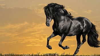 Black horse , Powerful symbolism, Elegant visuals, Striking contrast HD wallpaper