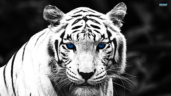 Sapphire Eyes, animal, stripes, white, tiger, cat, beautiful HD wallpaper