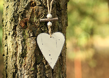 Love, Wood, Tree, Heart, Bark HD wallpaper