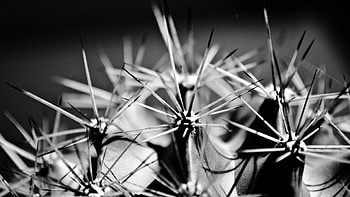 Plant, Macro, Bw, Chb, Cactus, Thorns, Prickles HD wallpaper
