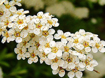 White Blossoms, white, limb, blooms, tree HD wallpaper
