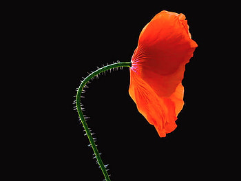 Beautiful all by myself, black, poppy, light, flower, green, red HD wallpaper