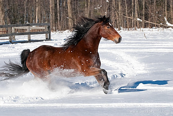 winter horse, winter, horse, nature, snow HD wallpaper