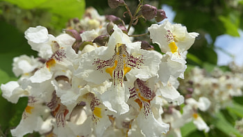 Natrlicher hintergrund, Catalpa baum, Blumen nahaufnahme, Stock video HD wallpaper