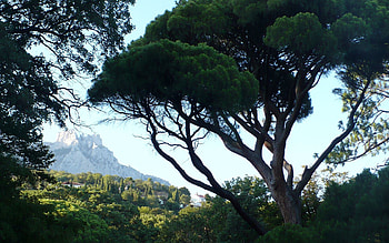 Nature, Wood, Tree, Krone, Crown, View, Dahl, Distance, Ukraine, Crimea HD wallpaper