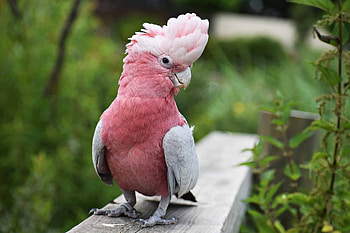 Cockatoo, Animals, Popular , AZ Animals HD wallpaper