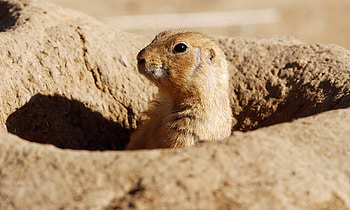Prairie Dog , Adorable animal, Cute creature, backgrounds HD wallpaper
