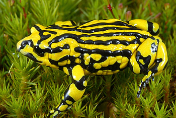 Southern Corroboree Frog, animal, frog, southern, corroboree HD wallpaper
