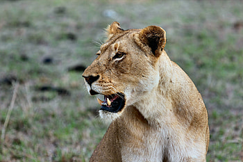 Animals, Grin, Predator, Lioness HD wallpaper