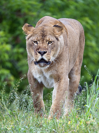 Animals, Predator, Big Cat, Lioness, Wildlife HD phone wallpaper