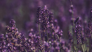 Lavender flower, Floral beauty, Purple blossoms, Nature's wonder HD wallpaper