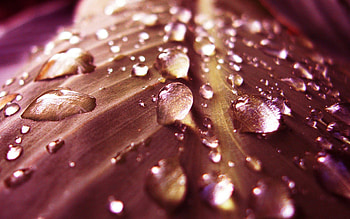 Drops, Macro, Sheet, Leaf, Moisture, Dew, Beige HD wallpaper